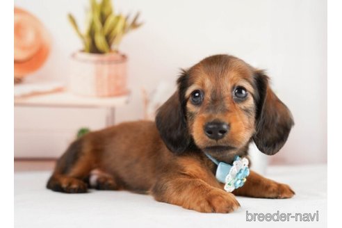 成約済の神奈川県のミニチュアダックスフンド(ロングヘアード)-245531の4枚目