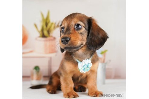 成約済の神奈川県のミニチュアダックスフンド(ロングヘアード)-245531の3枚目