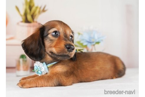 成約済の神奈川県のミニチュアダックスフンド(ロングヘアード)-245531の5枚目