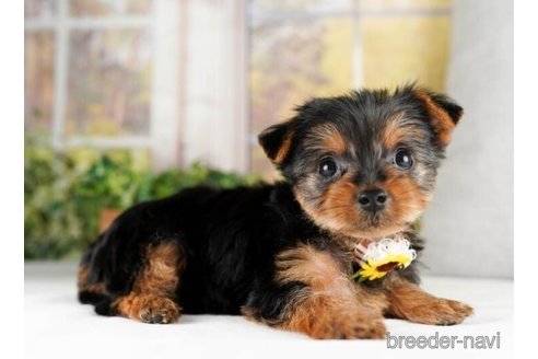 成約済の神奈川県のヨークシャーテリア-245536の1枚目