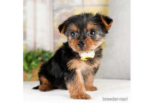 成約済の神奈川県のヨークシャーテリア-245536の2枚目