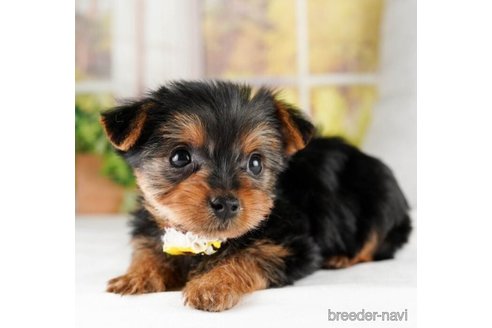 成約済の神奈川県のヨークシャーテリア-245536の3枚目