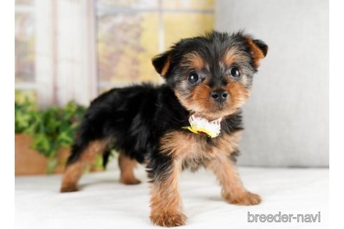 成約済の神奈川県のヨークシャーテリア-245536の5枚目