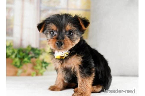 成約済の神奈川県のヨークシャーテリア-245536の4枚目