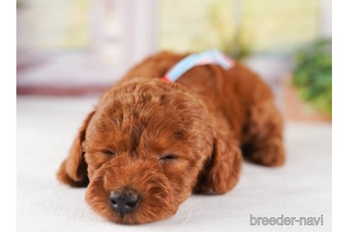 成約済の神奈川県のトイプードル-245537の3枚目