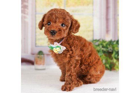 成約済の神奈川県のトイプードル-245537の4枚目