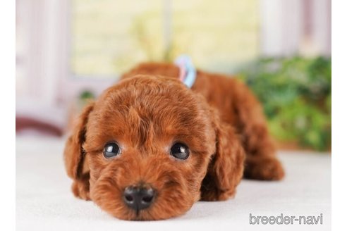 成約済の神奈川県のトイプードル-245537の5枚目