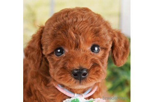 成約済の神奈川県のトイプードル-245537の1枚目