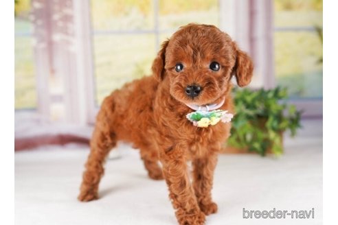 成約済の神奈川県のトイプードル-245537の2枚目