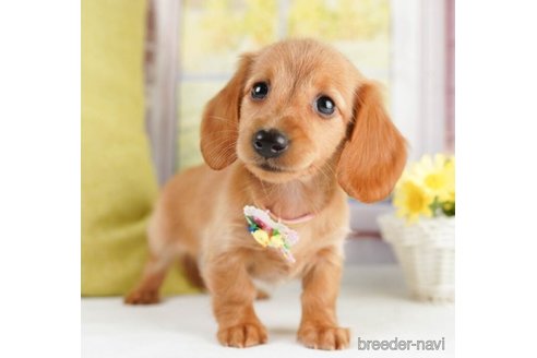 成約済の神奈川県のミニチュアダックスフンド(ロングヘアード)-245538の4枚目