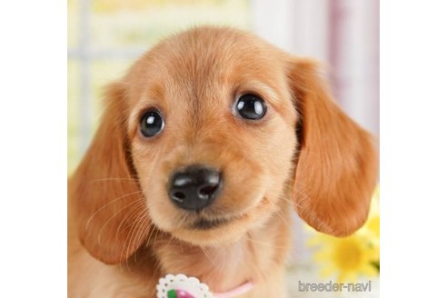 成約済の神奈川県のミニチュアダックスフンド(ロングヘアード)-245538の1枚目