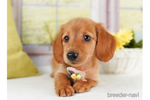 成約済の神奈川県のミニチュアダックスフンド(ロングヘアード)-245538の5枚目