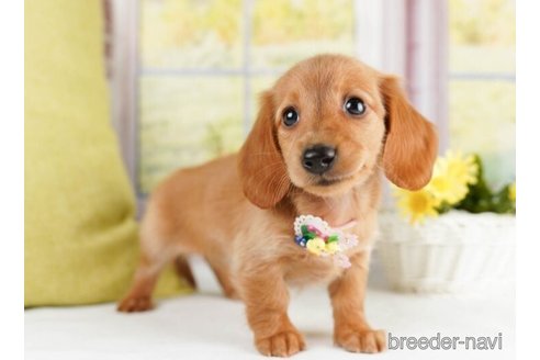 成約済の神奈川県のミニチュアダックスフンド(ロングヘアード)-245538の2枚目