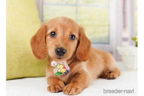 成約済の神奈川県のミニチュアダックスフンド(ロングヘアード)-245538の3枚目