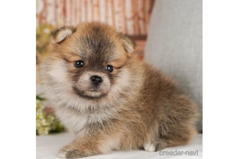 成約済の神奈川県のミックス犬-245541の4枚目