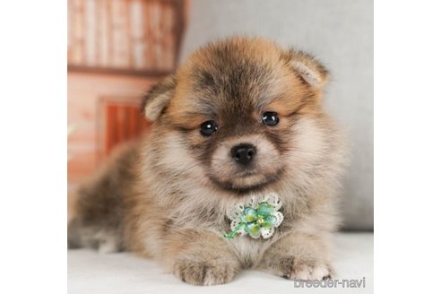 成約済の神奈川県のミックス犬-245541