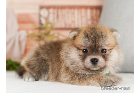 成約済の神奈川県のミックス犬-245541の5枚目