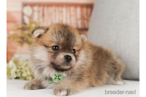 成約済の神奈川県のミックス犬-245541の3枚目