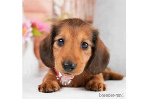 成約済の神奈川県のミニチュアダックスフンド(ロングヘアード)-245542の4枚目