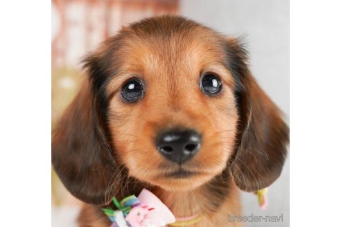 成約済の神奈川県のミニチュアダックスフンド(ロングヘアード)-245542