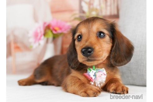 成約済の神奈川県のミニチュアダックスフンド(ロングヘアード)-245542の3枚目