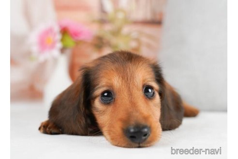 成約済の神奈川県のミニチュアダックスフンド(ロングヘアード)-245542の2枚目