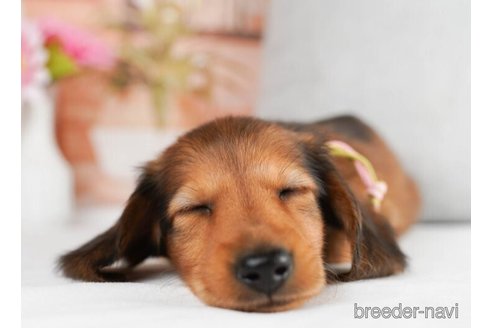 成約済の神奈川県のミニチュアダックスフンド(ロングヘアード)-245542の5枚目