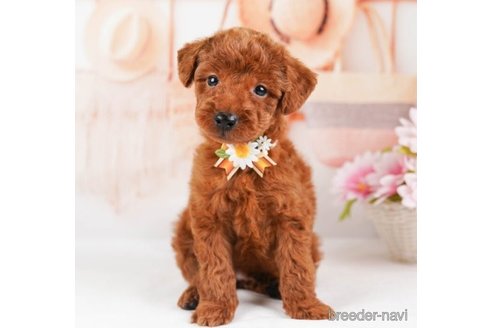 成約済の神奈川県のトイプードル-245544の3枚目