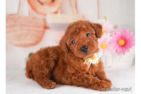 成約済の神奈川県のトイプードル-245544の4枚目