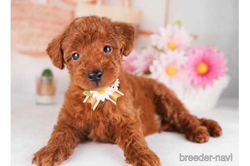 成約済の神奈川県のトイプードル-245544の5枚目