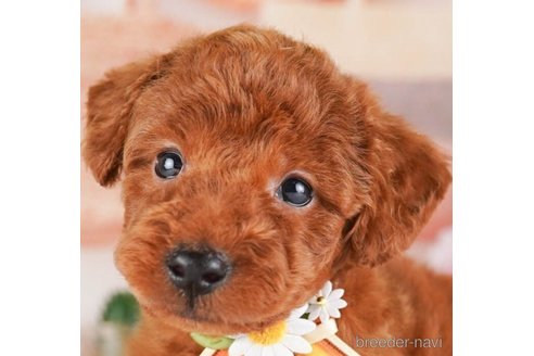 成約済の神奈川県のトイプードル-245544の6枚目