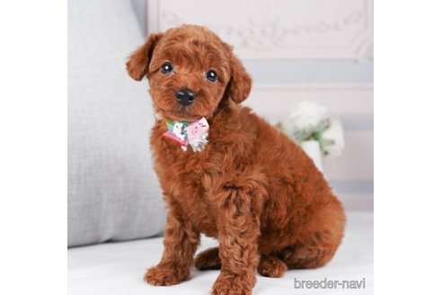 成約済の神奈川県のトイプードル-245545の5枚目