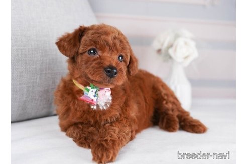 成約済の神奈川県のトイプードル-245545の4枚目