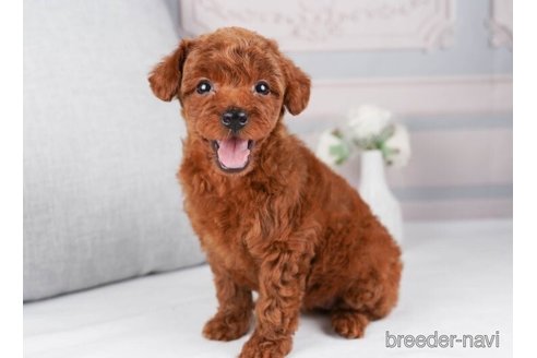 成約済の神奈川県のトイプードル-245545の3枚目