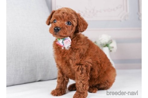 成約済の神奈川県のトイプードル-245545の2枚目