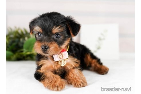 成約済の神奈川県のヨークシャーテリア-245546の2枚目