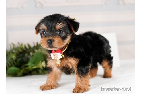 成約済の神奈川県のヨークシャーテリア-245546の3枚目