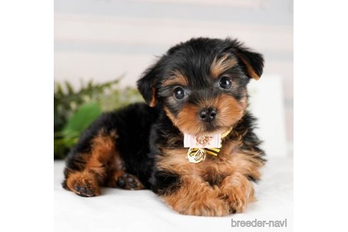 成約済の神奈川県のヨークシャーテリア-245546の1枚目