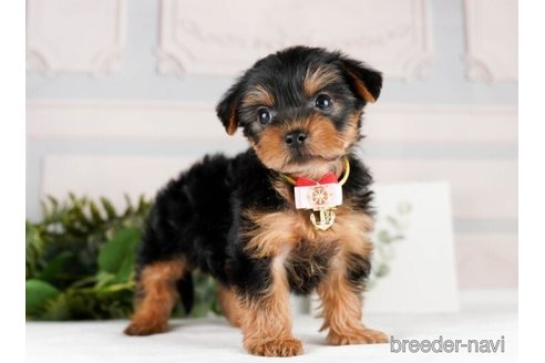 成約済の神奈川県のヨークシャーテリア-245546の4枚目