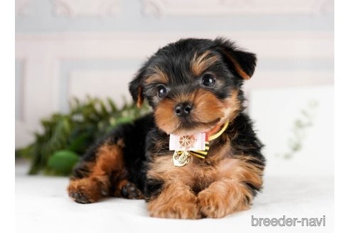 成約済の神奈川県のヨークシャーテリア-245546の5枚目