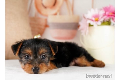 成約済の神奈川県のヨークシャーテリア-245547の5枚目