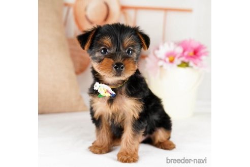 成約済の神奈川県のヨークシャーテリア-245547の3枚目