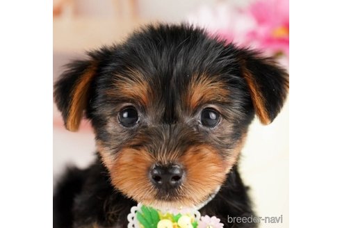 成約済の神奈川県のヨークシャーテリア-245547の1枚目