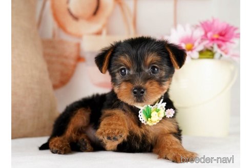 成約済の神奈川県のヨークシャーテリア-245547の4枚目