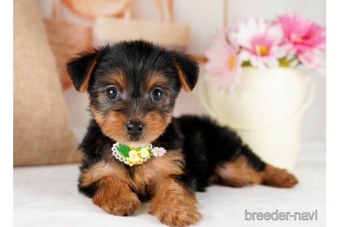 成約済の神奈川県のヨークシャーテリア-245547の2枚目