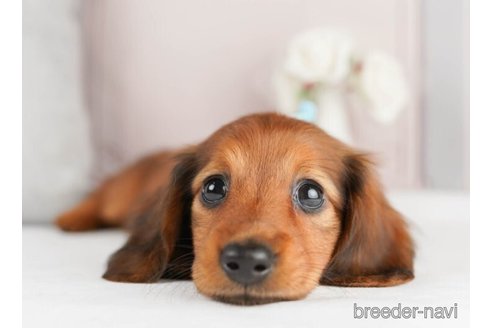 成約済の神奈川県のミニチュアダックスフンド(ロングヘアード)-245548の3枚目