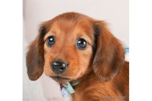 成約済の神奈川県のミニチュアダックスフンド(ロングヘアード)-245548の1枚目