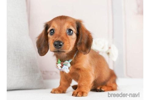 成約済の神奈川県のミニチュアダックスフンド(ロングヘアード)-245548の5枚目