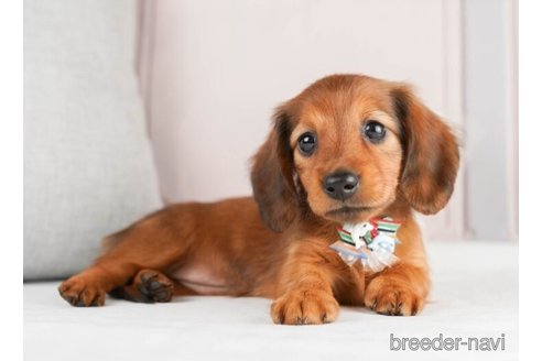 成約済の神奈川県のミニチュアダックスフンド(ロングヘアード)-245548の2枚目