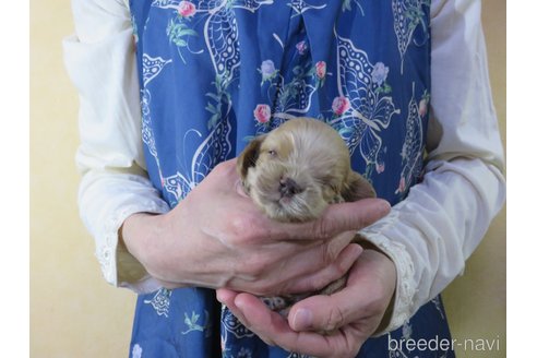 成約済の愛知県のアメリカンコッカースパニエル-242851の12枚目